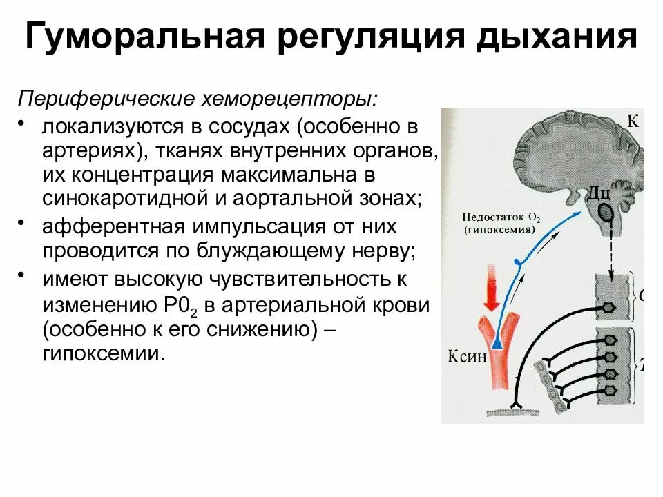 Рефлекторная регуляция глубины дыхания. Рефлекторная регуляция дыхания кратко. Гуморальная регуляция дыхания физиология. Нервно-рефлекторный механизм регуляции дыхания.