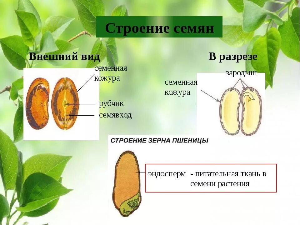 Значение семенных растений в природе. Биология 6 кл строение семени. Структура семени биология 6 класс. Строение двудольного семени 6 класс. Строение семян однодольных и двудольных растений 6 класс.