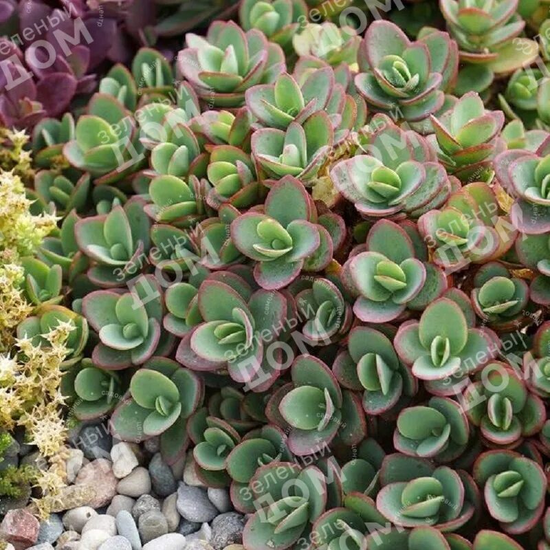 Лайм зингер. Седум (очиток) лайм зингер. sedum sunsparkler lime zinger. очиток sunsparkler lime zinger. очиток гибридный lime zinger.