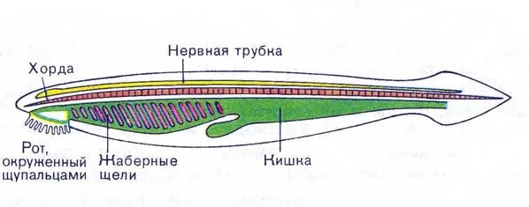 Наличие хорды у человека. Строение хорды ланцетника. Строение нервной системы ланцетника. Нервная система ланцетника. Пищеварительная система. Трубчатая нервная система ланцетника.