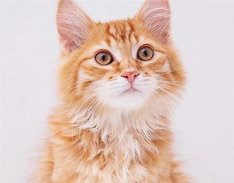 Рыжий кот никитка в добрые руки. Рыжие котята в добрые. Рыжий кот в добрые руки. Имена для рыжих котят девочек. Рыжий пушистый котенок подросток.