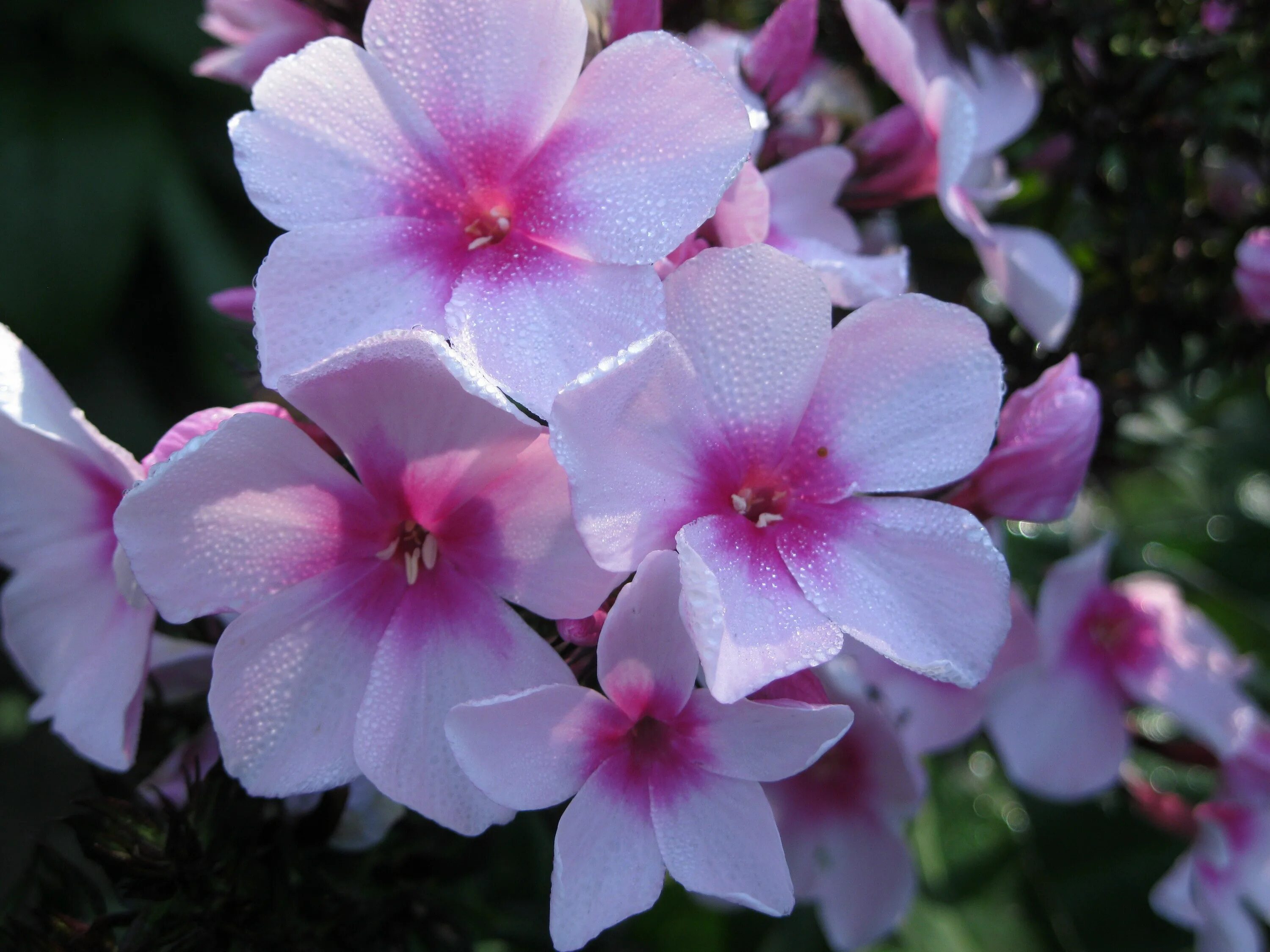 Флокс bright eyes. Флокс синдерелла. флокс золушка. phlox (p) &#039;bright eyes&#039;. синдерелла цветок.
