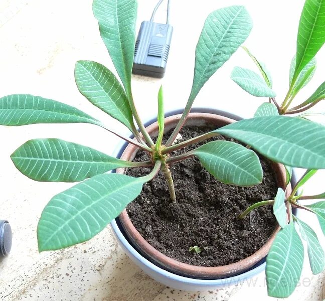 Молочай миля обрезка. Кактус молочай трехгранный. Молочай трехгранный корни. Цветок молочай беложильчатый. Обрезка молочая.