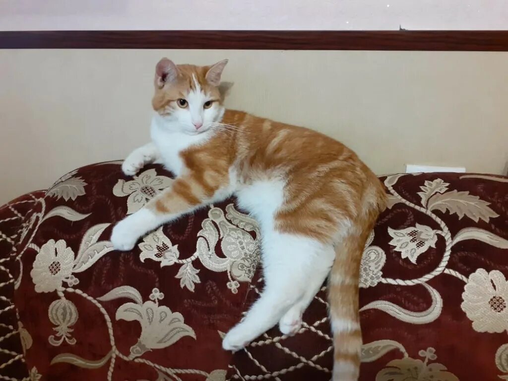 белый кот глухой. найден домашний кот. найден домашний кот. белый кот домашний. найден домашний кот.