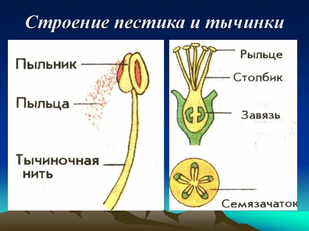 Схема пестика и тычинки строение. Пестик состоит из 6 класс биология. Строение пестика и тычинки биология 6. Строение тычинки и строение пестика.