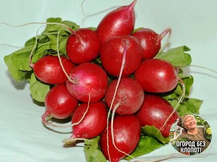 Редиска сколько