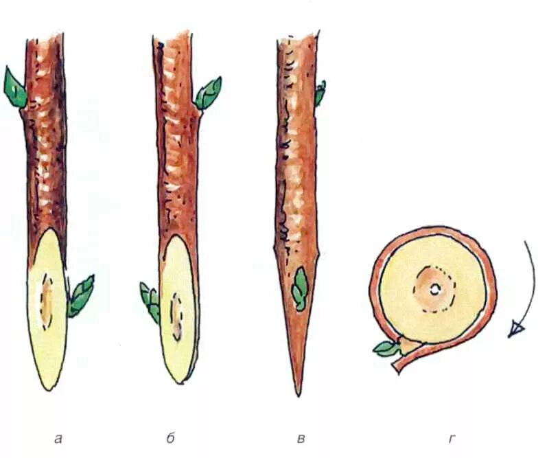 Прививка яблони за кору. Окулировка за кору. Прививка сближением плодовых деревьев аблактировка. Прививка черенком за кору.