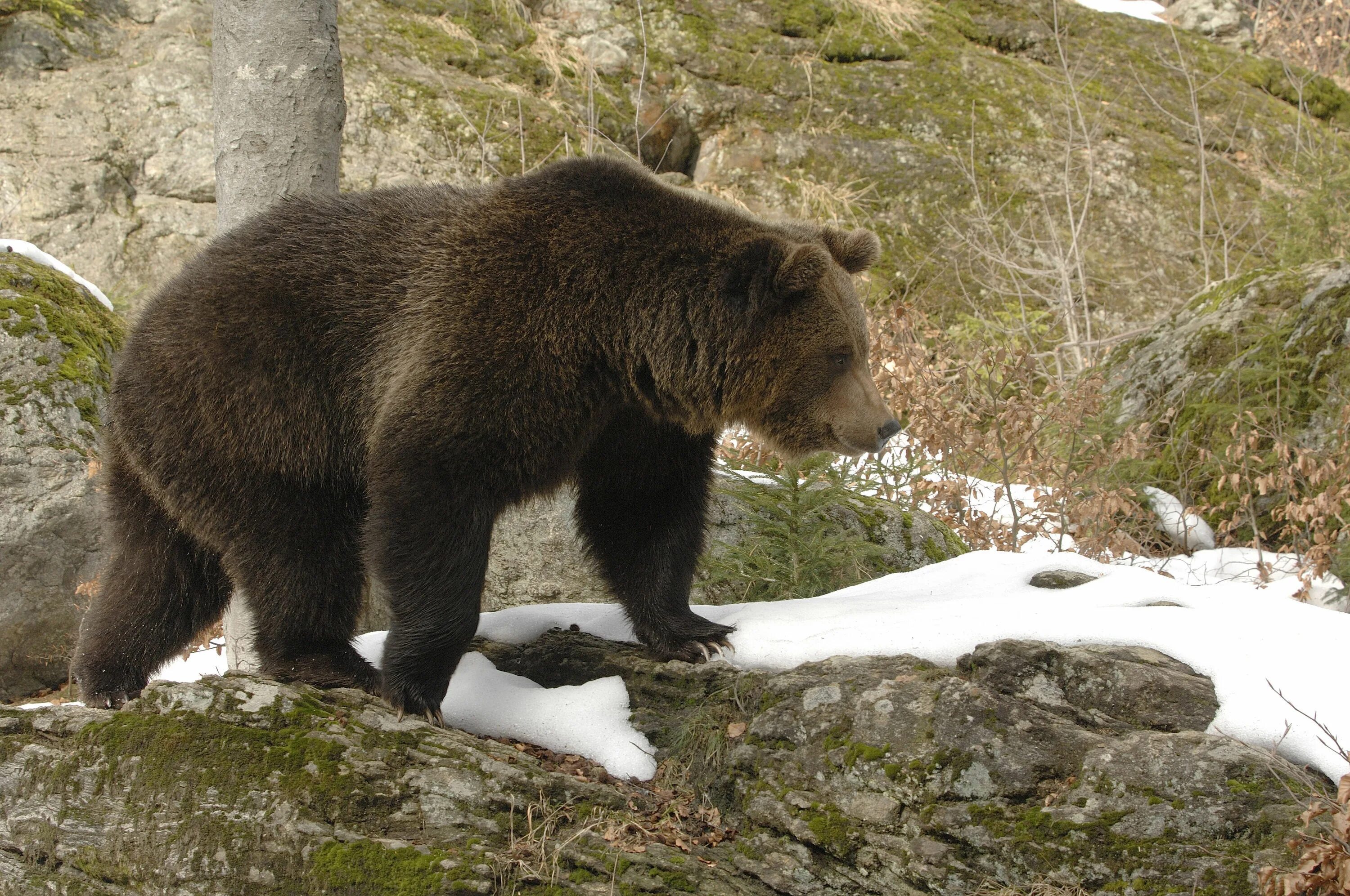 Ours topic. белый медведь. бурый медведь краснодарского края. Ours topic. Ours topic.