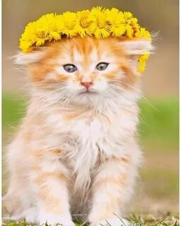 Кошки со шпалерной