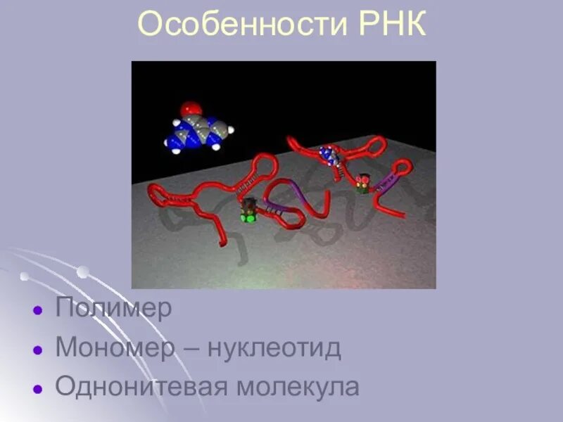 РНК полимер. Мономер молекулы РНК. Молекула мономер нуклеотид полимер. RNA- полимеры презентация.