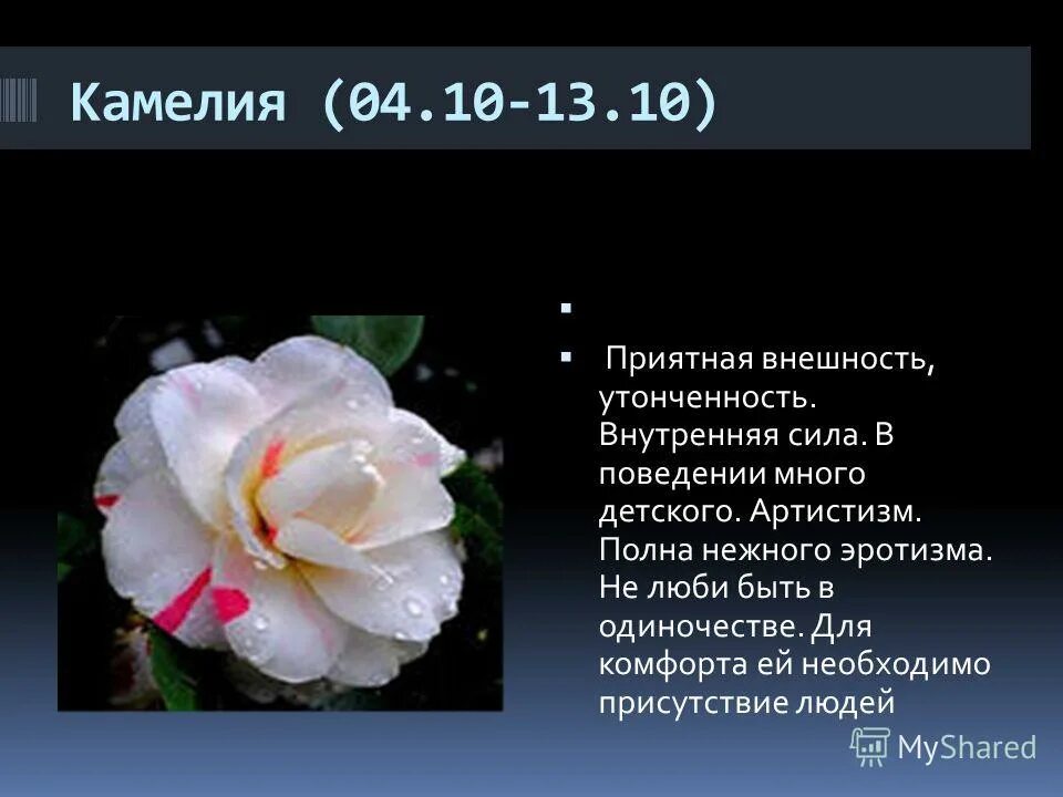 цветочный гороскоп по знаку зодиака. цветы по гороскопу. корейский цветочный гороскоп по дате рождения. цветок по дате рождения. знаки зодиака цветы.