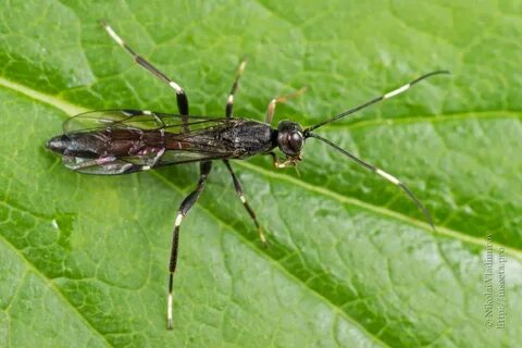 Other insects