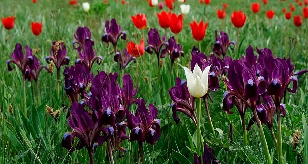 Тюльпаны и ирисы в степи. Ирис весной в степях ростовской. Ирис степной. Тюльпан шренка. Ирис карликовый степной.