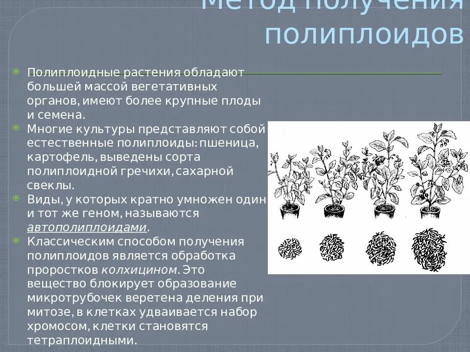 Результат метода полиплоидии. Полиплоидные растения. Полиплоиды у растений. Полиплоидные сорта растений. Полиплоидия в селекции.