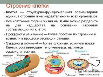 Клетка как структурная единица всех живых организмов