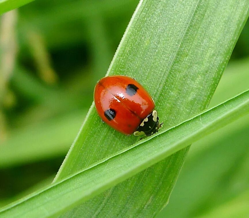 Двухточечная Божья коровка. Божьей коровки Adalia bipunctata. Коровка двухточечная (Adalia bipunctata). Двух тотечная бужья коровка. Окраска тела божьей коровки