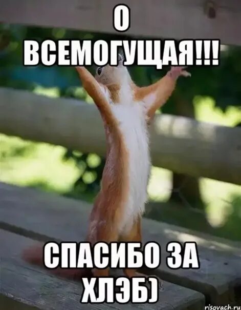 Кинить. Кинул зигу. Kinish. Кинул мем. Кинешь или кинишь.