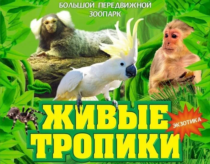 Выставка живые тропики. Зоопарк живые тропики. Живые тропики. Живые тропики выставка-зоопарк. Зоопарк живые тропики.