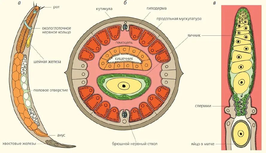 Мускульный мешок круглых червей. Поперечный срез круглых червей. Поперечный срез тела нематоды. Кутикула круглые черви схема. Поперечный срез круглого червя.