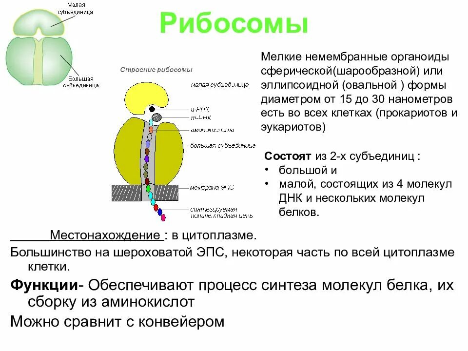 Клеточный центр состоит из двух субъединиц