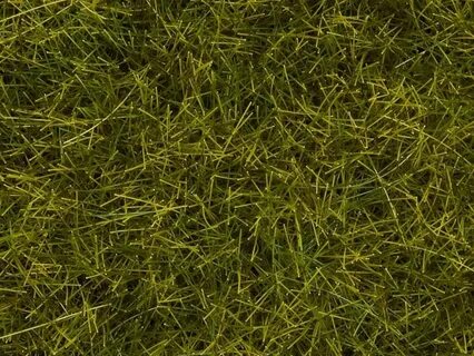 Grass 1