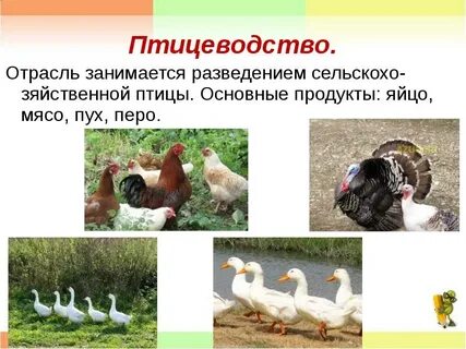 Отрасль животноводства занимающаяся разведением