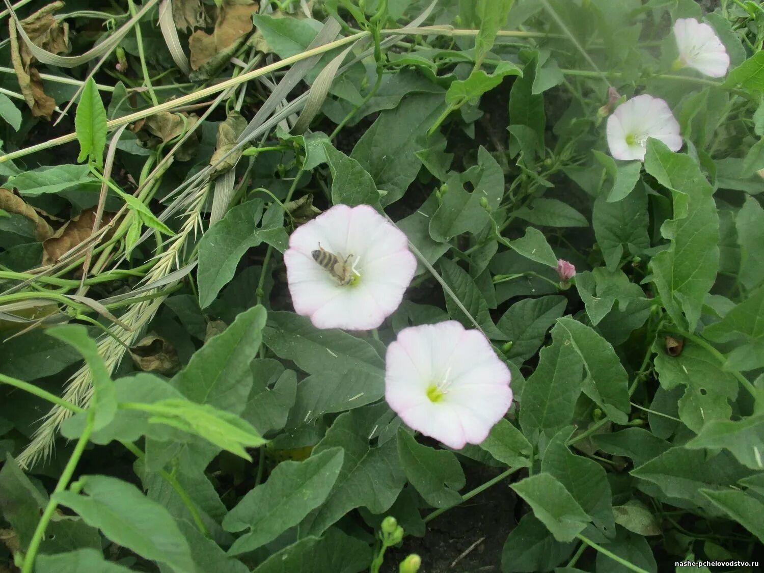 Вьюн березка сорняк. Цветок вьюн березка. Вьюнок березка сорняк. Вьюн березка сорняк. Сорняк березка.