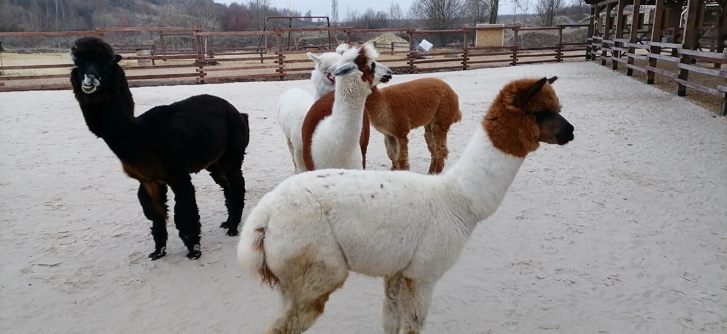 Альпаки воронеж белый колодец. Белый колодец альпаки парк. Альпака елка воронеж белый колодец. Белый колодец ферма альпак. Альпака белый колодец воронеж.