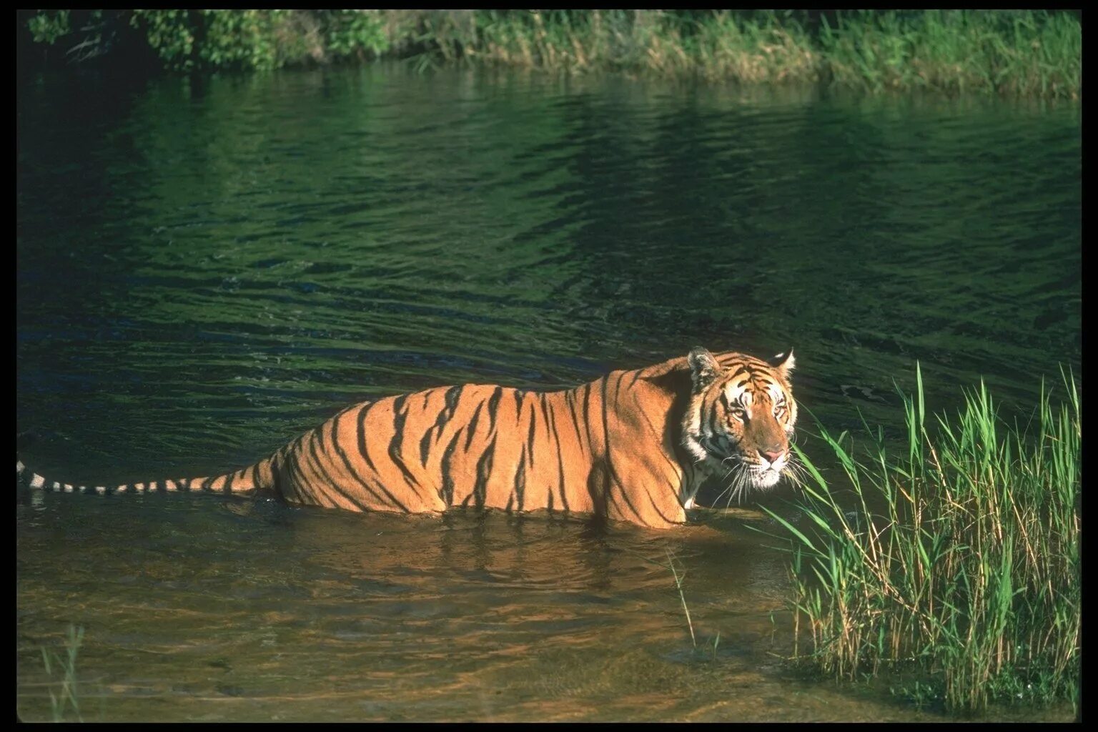 Тигр на берегу реки