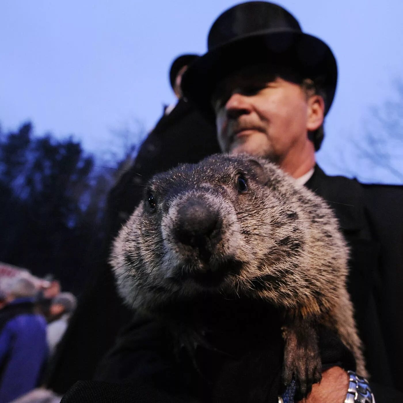 Знаменитый фил из панксатони 5 букв. Punxsutawney Phil. Сурок Фил из Панксатони. Сурок Фил фото. Лесной сурок Фил.