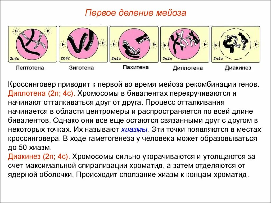 Периоды профазы 1. Профаза диптотема мейоз. Фазы 1 деления мейоза. Диплотена диакинез. В результате мейоза происходит образование