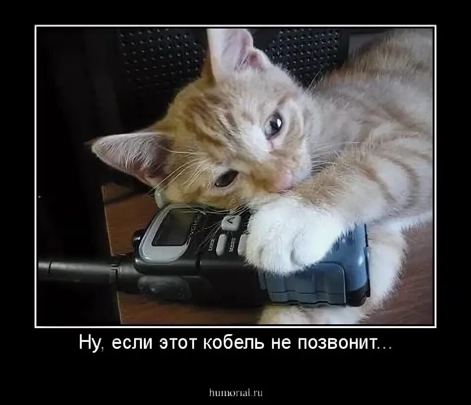 Жду короче