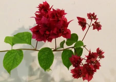 Double red