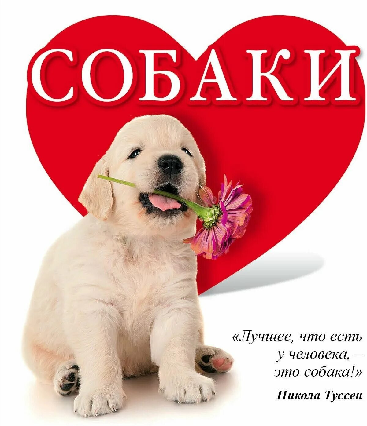 надпись собака. собаки любовь. надпись я люблю собак. картинки я люблю собак. надпись i love.