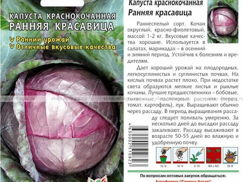 Капуста ранняя лучшие сорта для открытого грунта. Капуста краснокочанная ранняя красавица. капуста сорта краснокочанная маленькая. капуста краснокочанная ранняя. ранние сорта краснокочанной капусты.