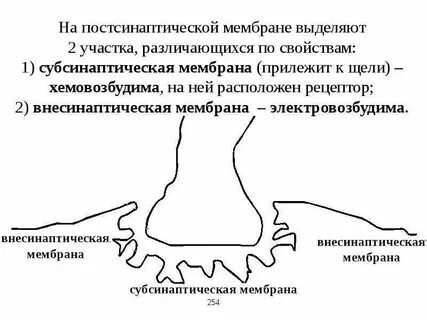 Рецепторы постсинаптической мембраны