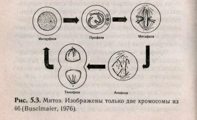 Схема иллюстрирующая биологическое значение митоза
