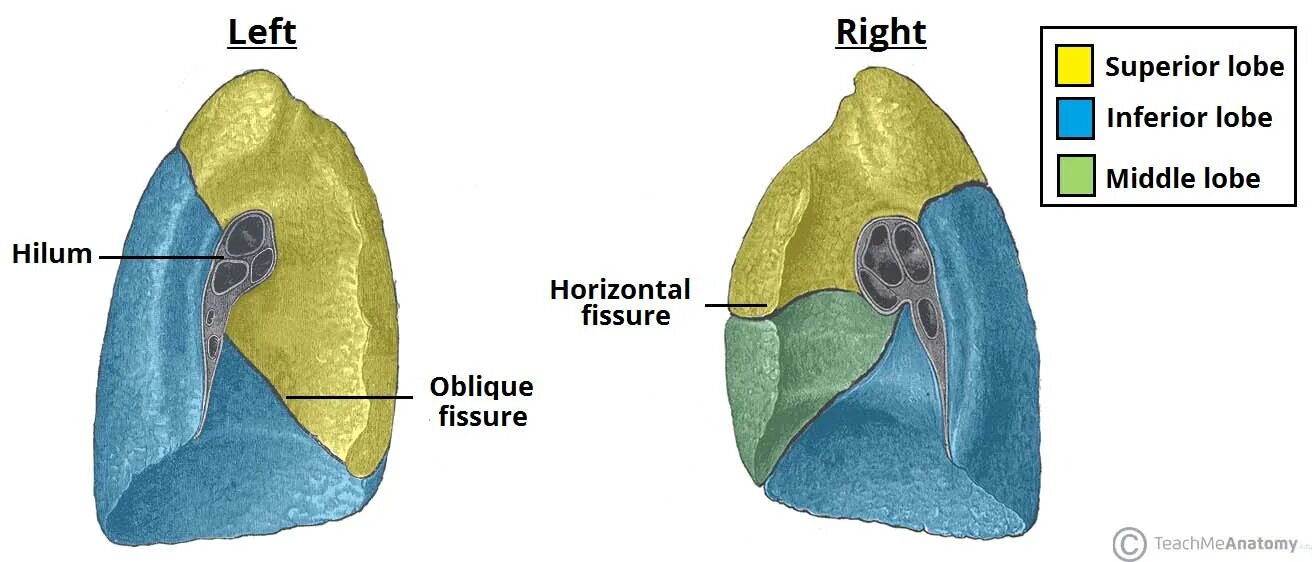 Фиброз нижних долей легких. Доли легкого. Доли левого легкого. Lung fissure.