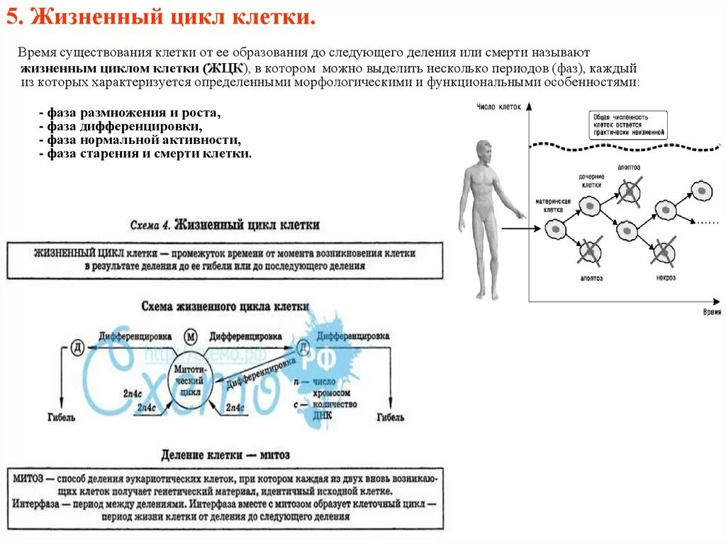 Жизненный цикл клетки дифференцировка. Схема жизненного цикла клетки с дифференцировкой. Жизненный цикл клетки цитология. Жизненный цикл и дифференцирование клеток.