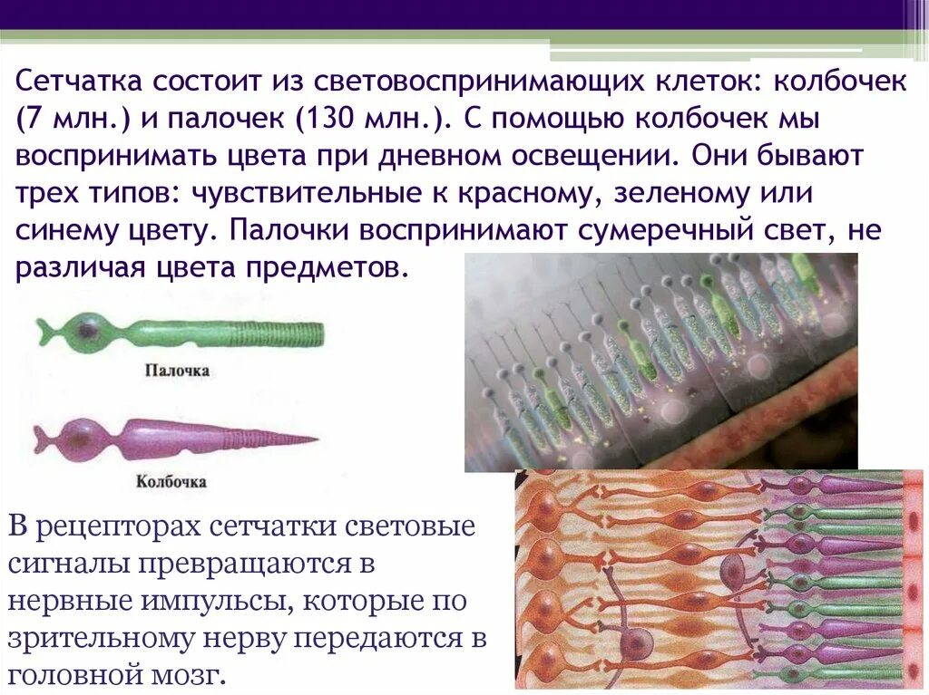 Колбочки сетчатки. Сетчатка состоит. Типы колбочек в сетчатке. Палочка клетка сетчатки.