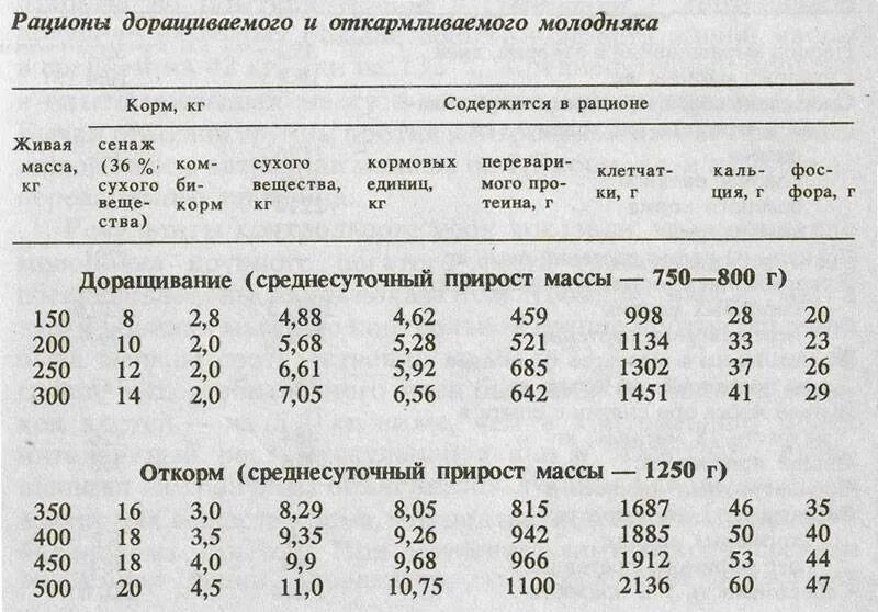 Можно ли бычка кормить