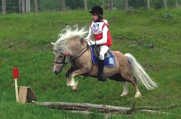 Samba pony wales bonner. Пони спорт. Конно-спортивный комплекс Вертикаль. Пони лошади спорт. Конные клубы в Кривском.
