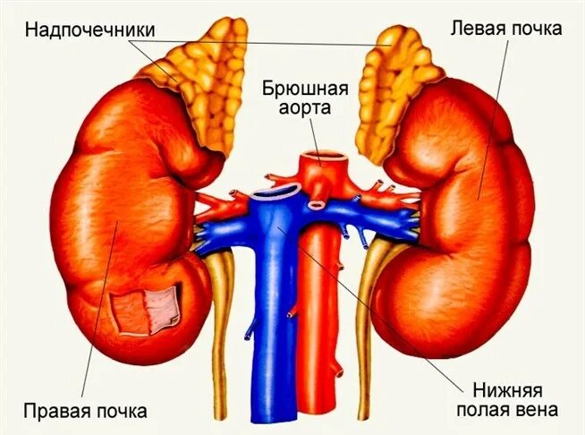 Расположение надпочечников у человека фото Инциденталома надпочечника. Клинический протокол МЗ Беларуси