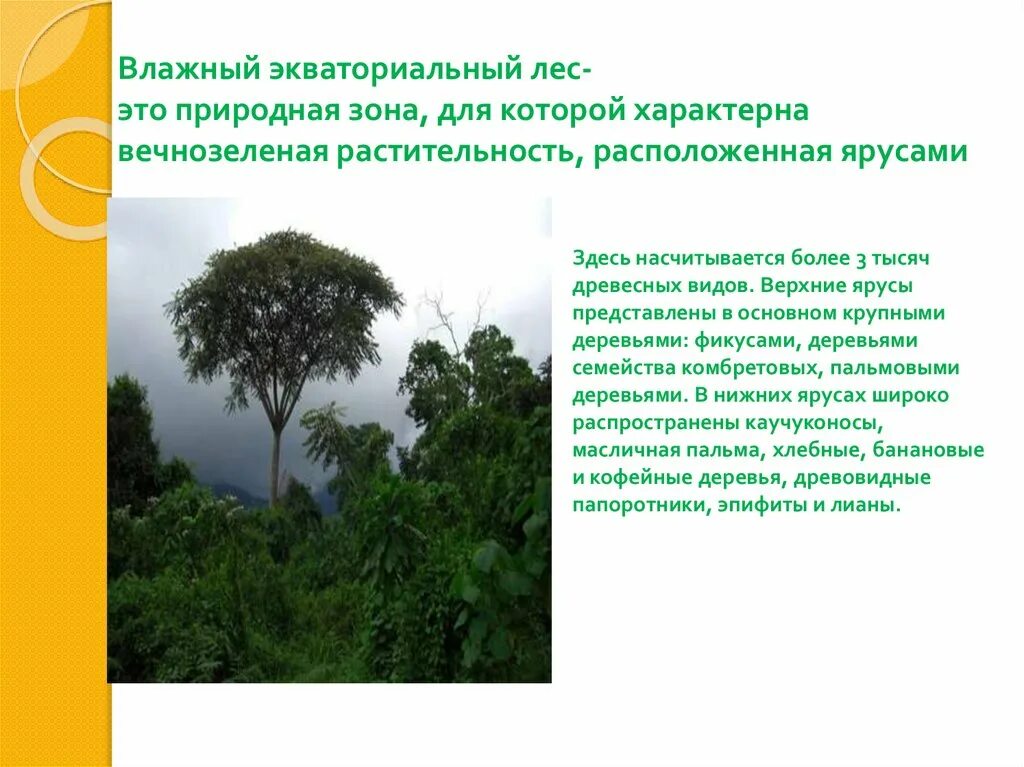 Характеристика переменно влажных лесов. Зона влажных экваториальных лесов Африки. Экваториальные леса характеристика. Природная зона экваториальных лесов. Экваториальные влажные вечнозеленые леса.