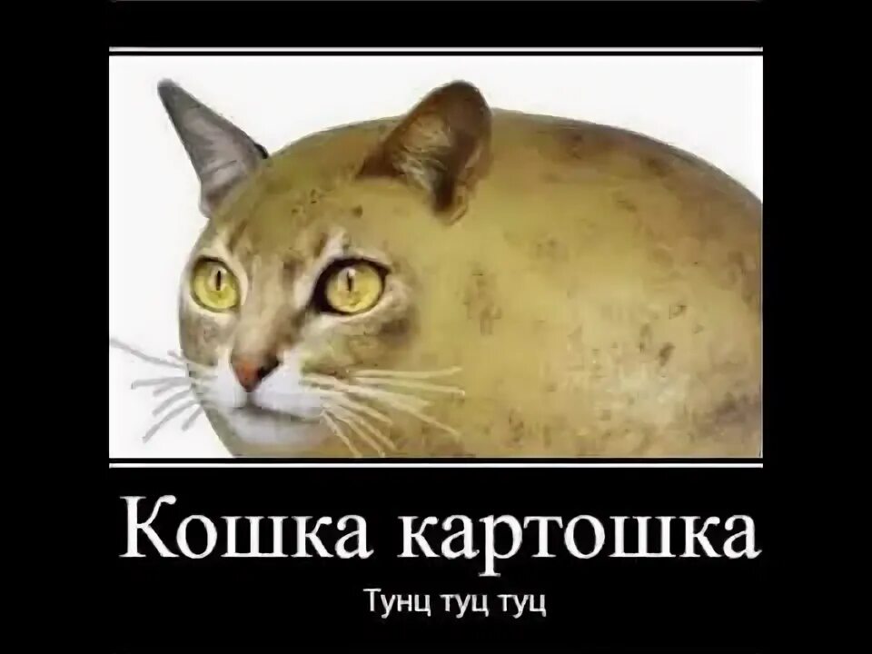 Туц туц мышки