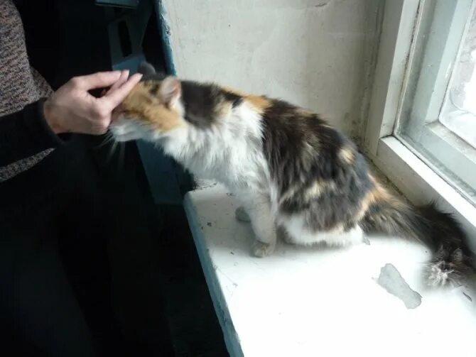 Какие коты метят территорию в квартире