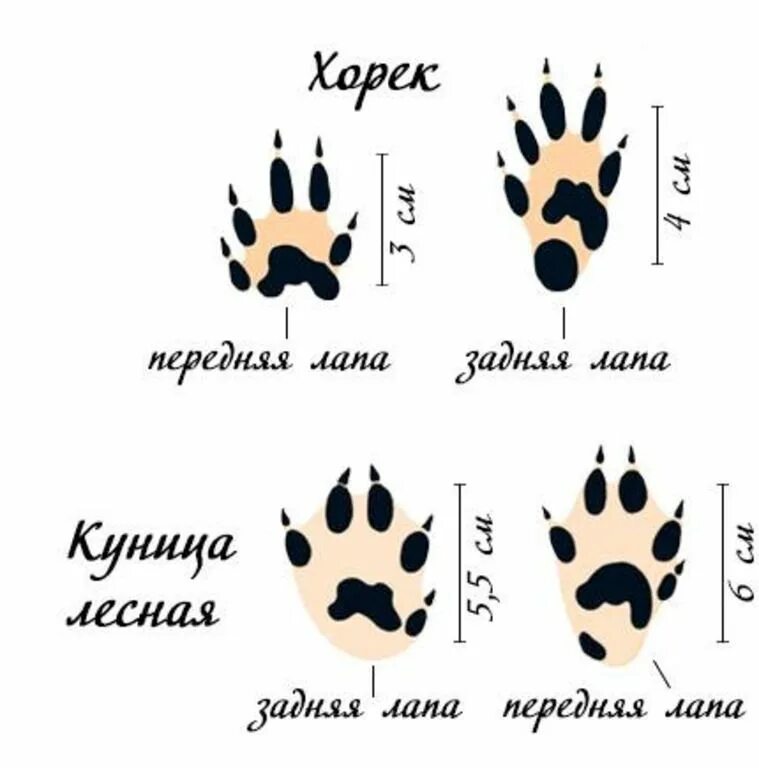 Что содержится в лапках. Что содержится в лапках