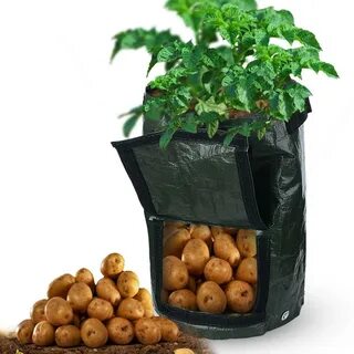 Картофель в мешках выращивание