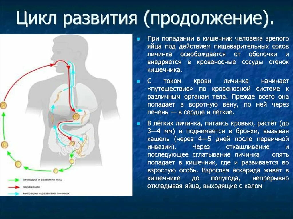 Пищеварение человеческой аскариды. Пищеварительная система аскариды человеческой. Строение тела аскариды человеческой. Органы пищеварения аскариды человеческой. Вода попадает в кишечник