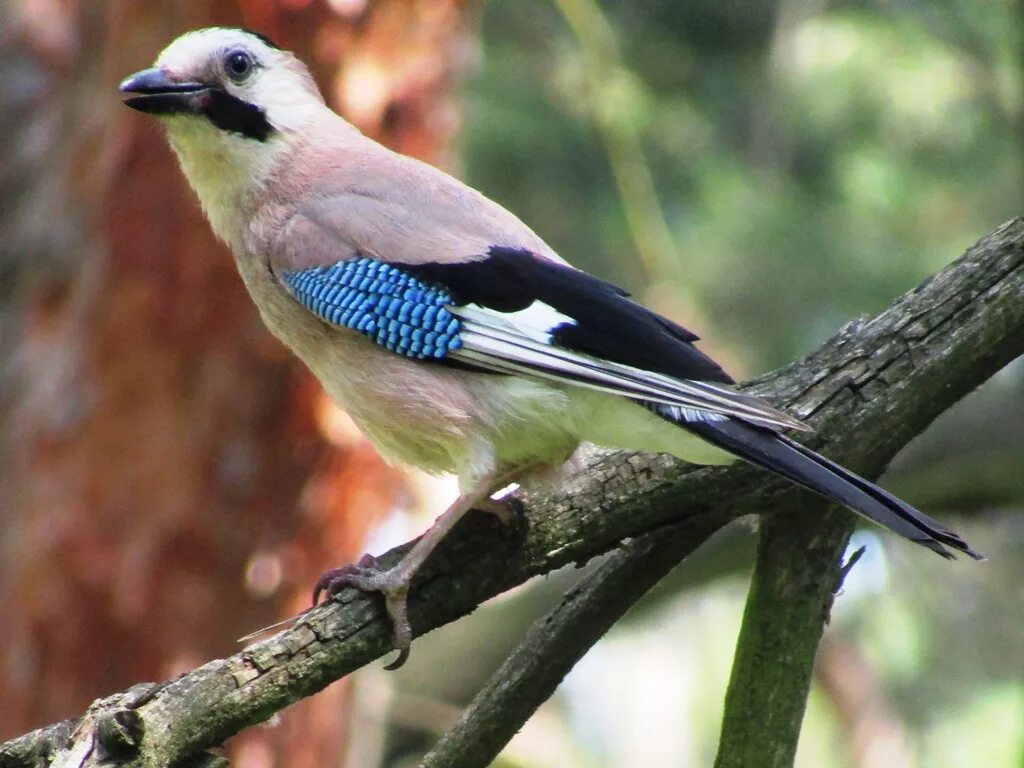 Птицы краснодарского края названия. Сойка garrulus glandarius. Сойка Краснодарского края. Сойка сизоворонка. Сойка европейская.